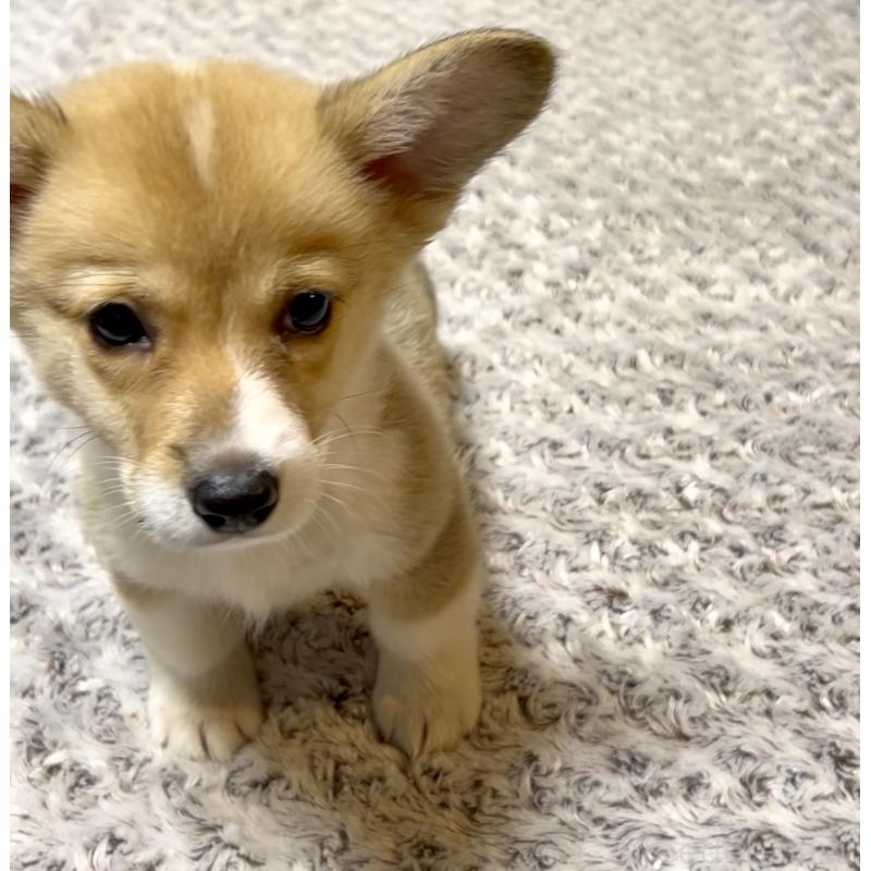 販売中の奈良県のウェルシュコーギーペンブローク-421376