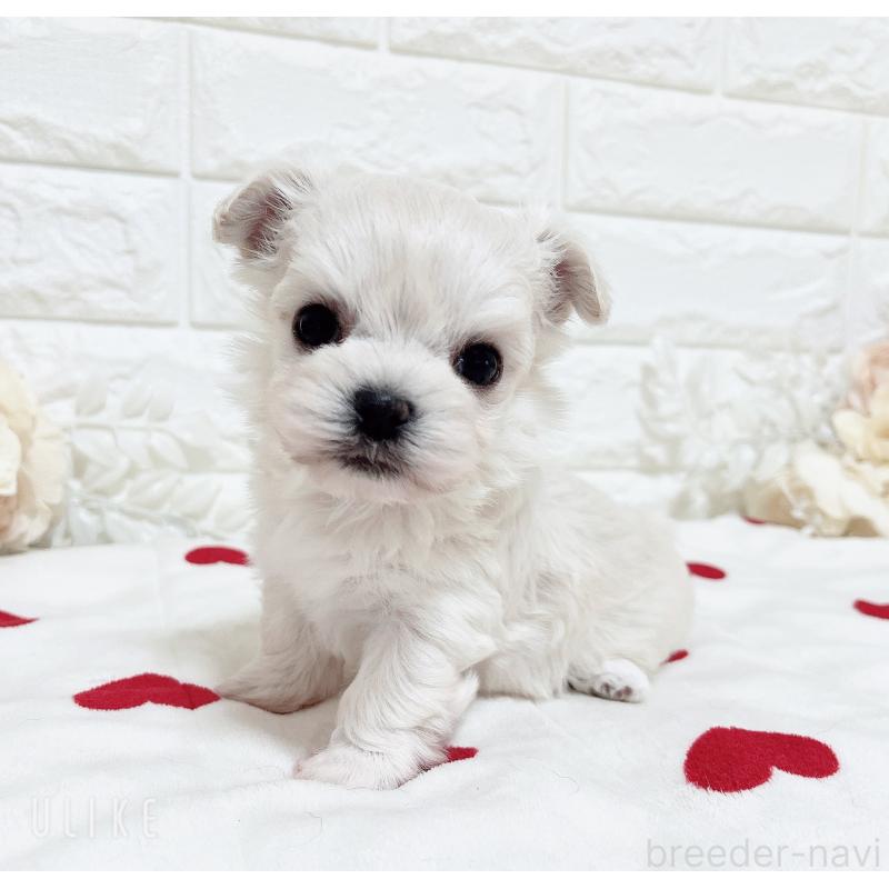 販売中の福岡県のチワマル:チワワ×マルチーズ-414966の40枚目