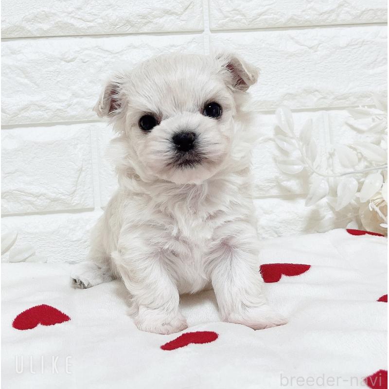 販売中の福岡県のチワマル:チワワ×マルチーズ-414966の38枚目