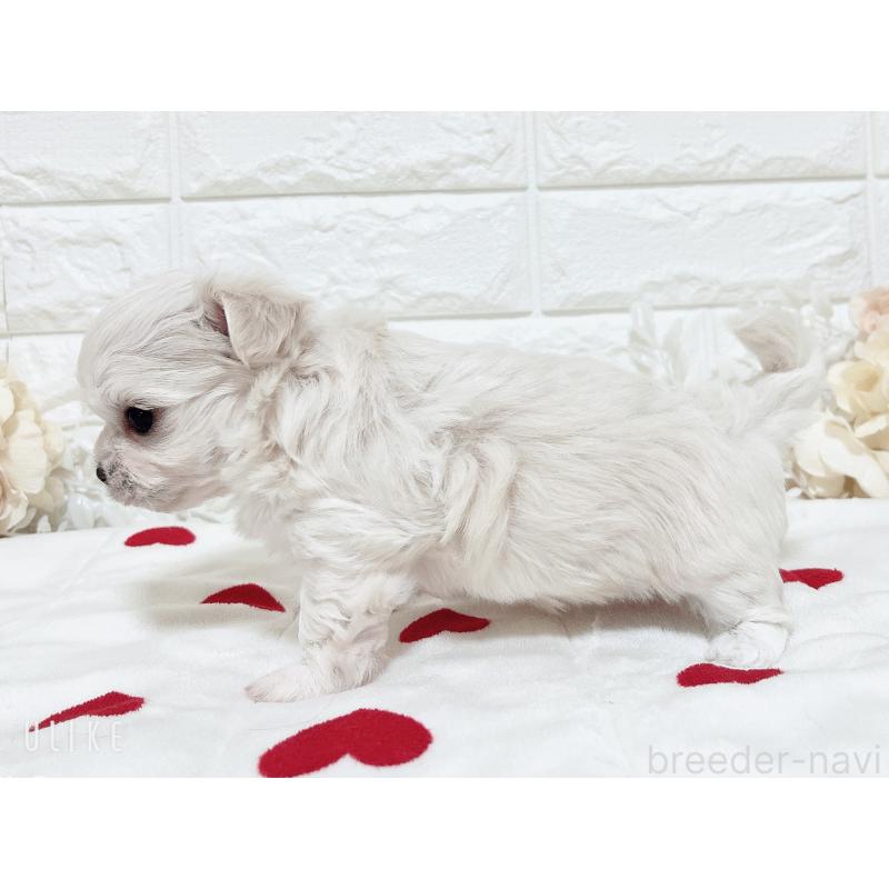 販売中の福岡県のチワマル:チワワ×マルチーズ-414966の37枚目