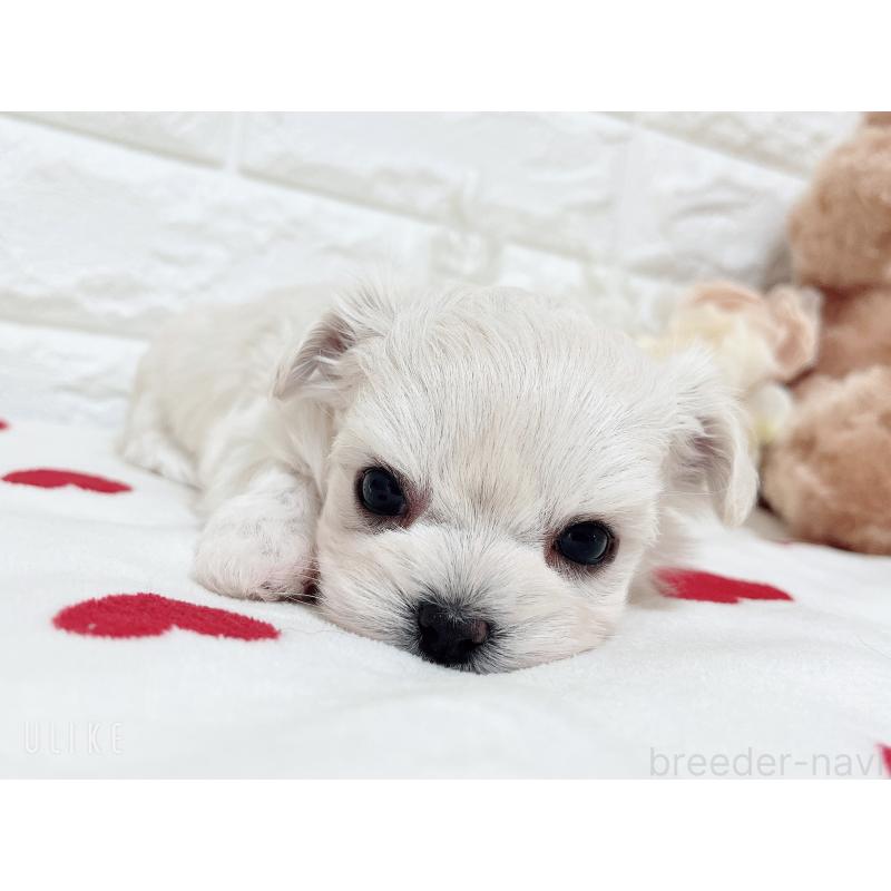 販売中の福岡県のチワマル:チワワ×マルチーズ-414966の36枚目