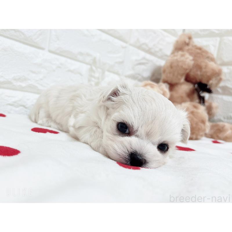 販売中の福岡県のチワマル:チワワ×マルチーズ-414966の35枚目