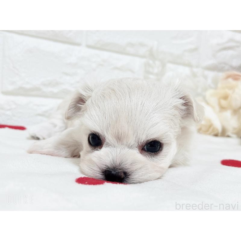 販売中の福岡県のチワマル:チワワ×マルチーズ-414966の34枚目