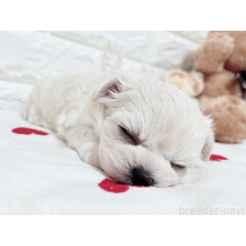 販売中の福岡県のチワマル:チワワ×マルチーズ-414966の33枚目