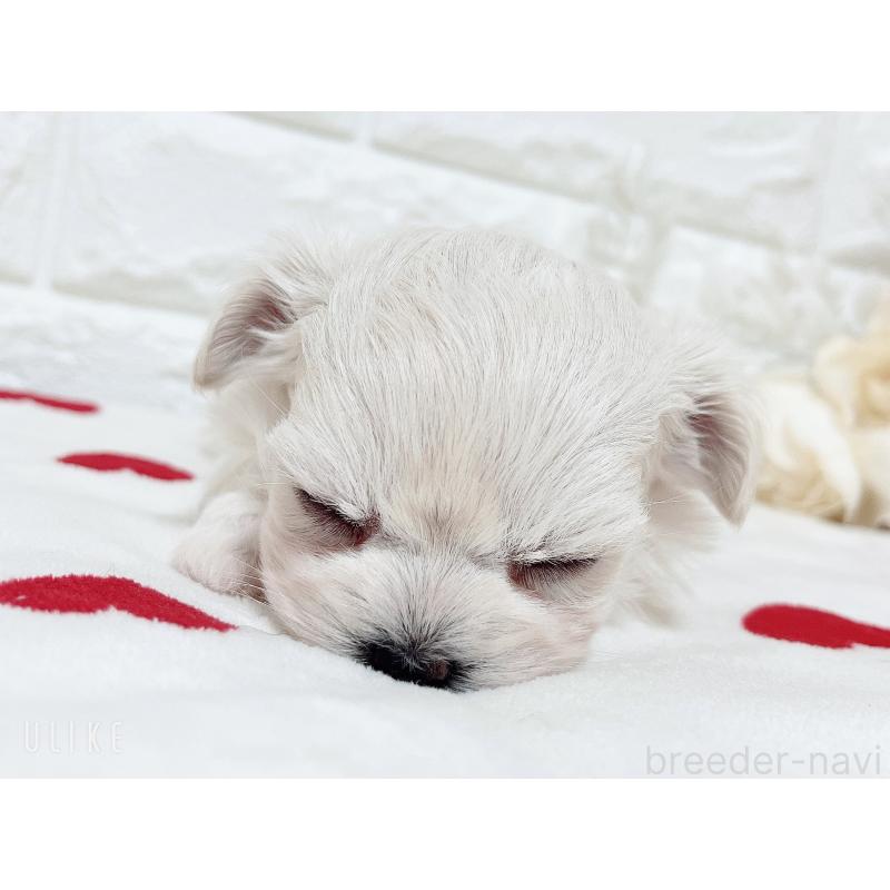 販売中の福岡県のチワマル:チワワ×マルチーズ-414966の32枚目