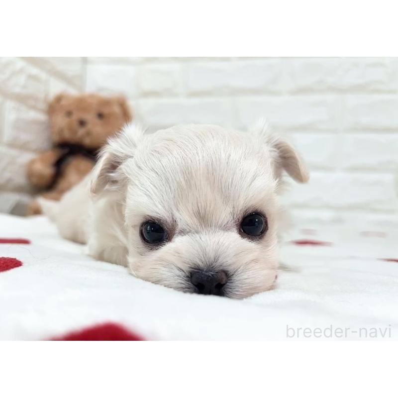 販売中の福岡県のチワマル:チワワ×マルチーズ-414966の31枚目