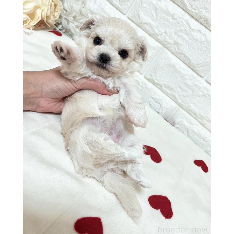 販売中の福岡県のチワマル:チワワ×マルチーズ-414966の30枚目