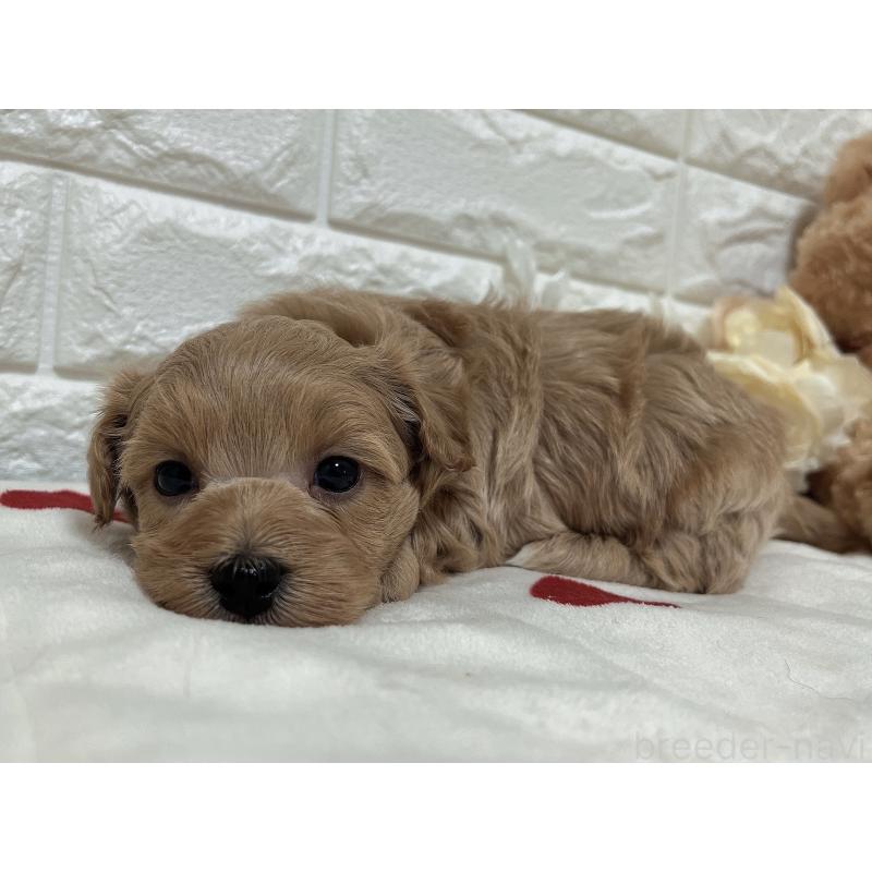 販売中の福岡県のマルプー:マルチーズ×トイプードル-416589