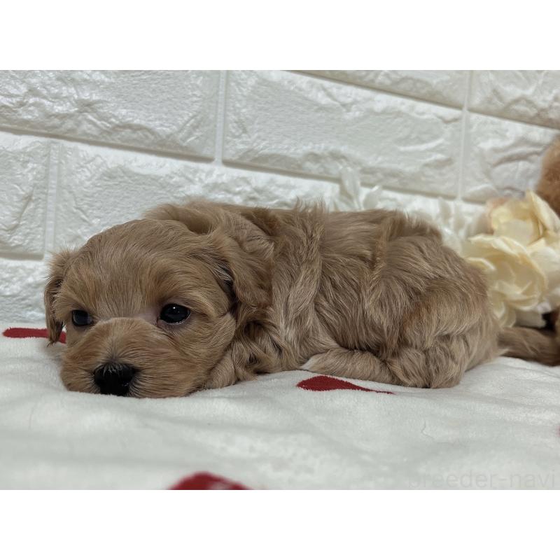 販売中の福岡県のマルプー:マルチーズ×トイプードル-416589の33枚目