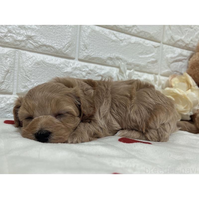 販売中の福岡県のマルプー:マルチーズ×トイプードル-416589の32枚目