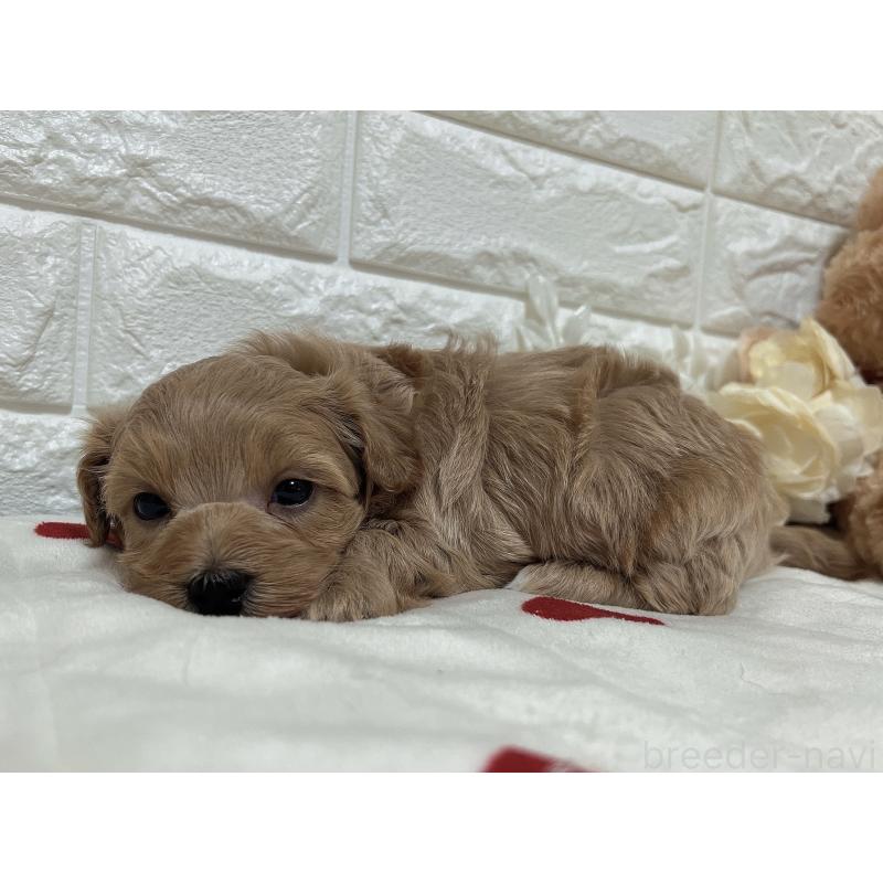 販売中の福岡県のマルプー:マルチーズ×トイプードル-416589の31枚目