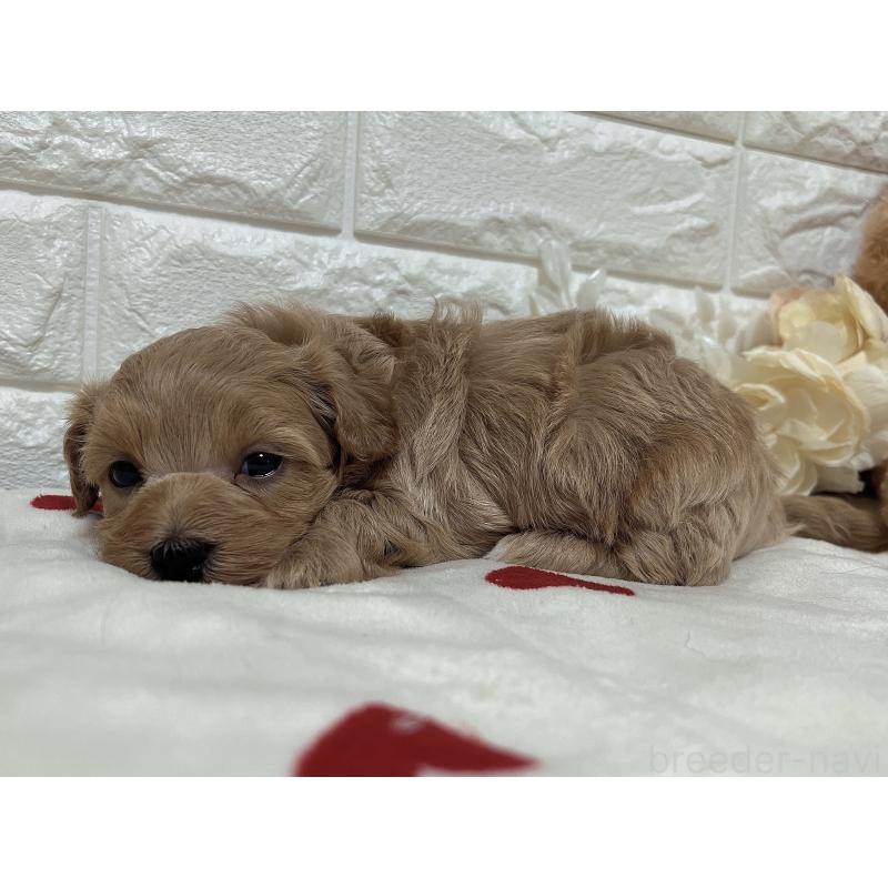 販売中の福岡県のマルプー:マルチーズ×トイプードル-416589の30枚目