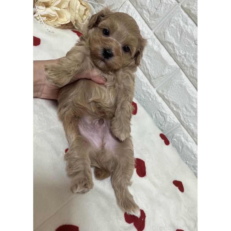 販売中の福岡県のマルプー:マルチーズ×トイプードル-416589の29枚目