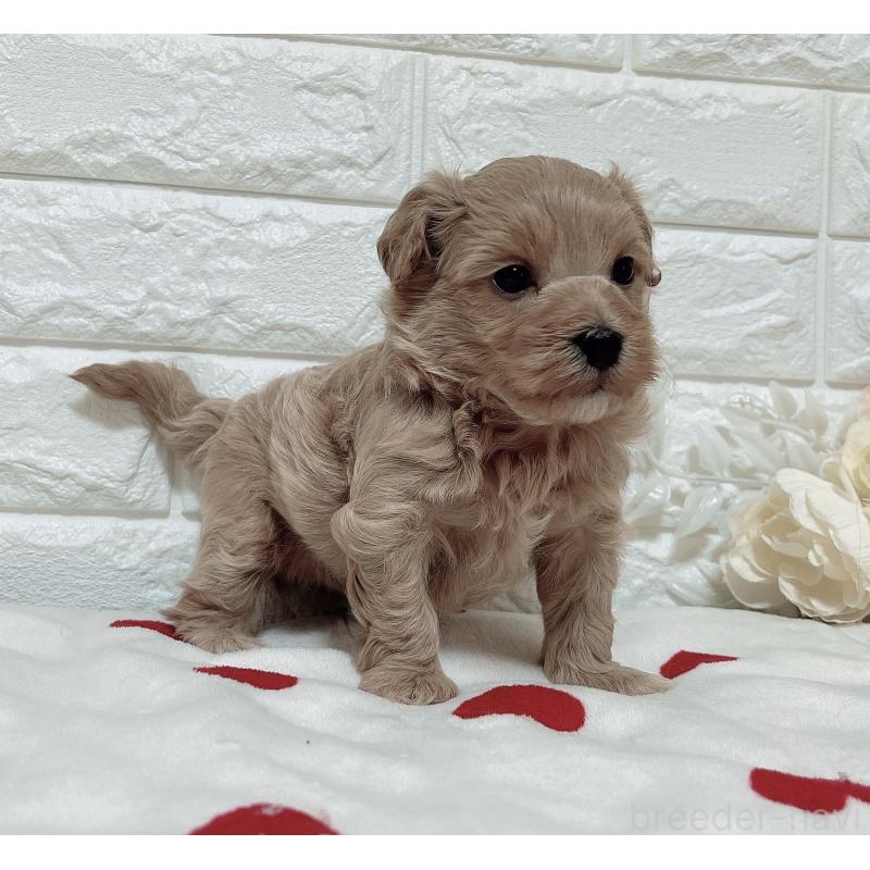 販売中の福岡県のマルプー:マルチーズ×トイプードル-416589の28枚目