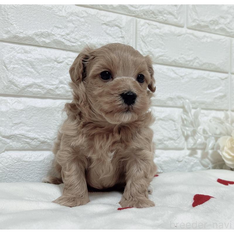 販売中の福岡県のマルプー:マルチーズ×トイプードル-416589の27枚目