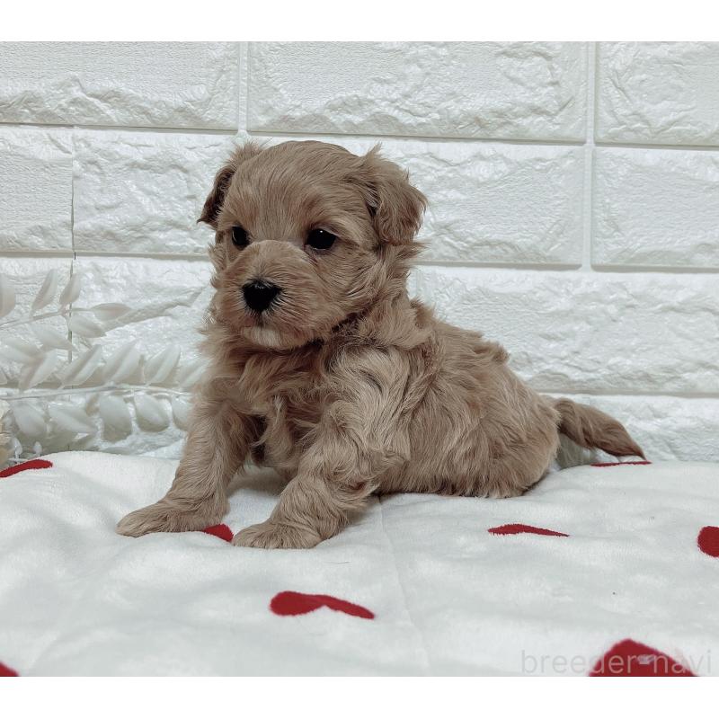 販売中の福岡県のマルプー:マルチーズ×トイプードル-416589の26枚目