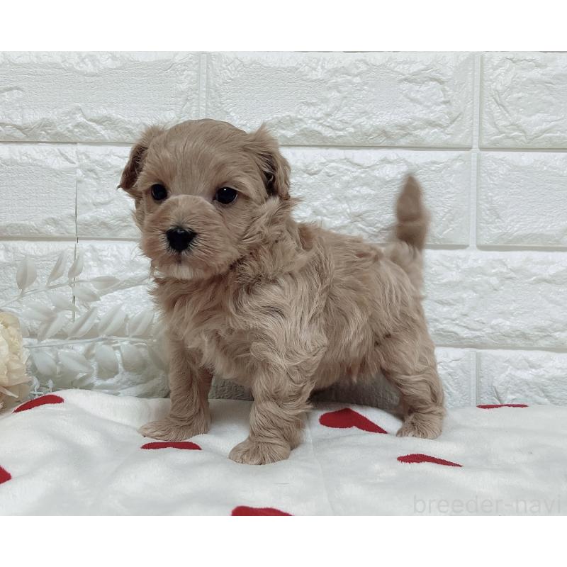 販売中の福岡県のマルプー:マルチーズ×トイプードル-416589の25枚目