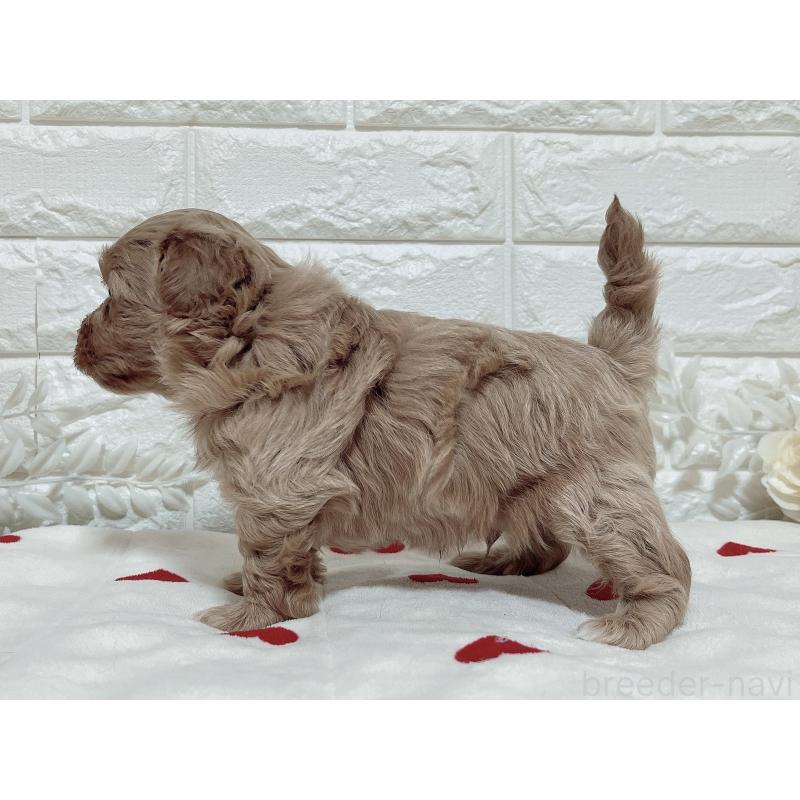 販売中の福岡県のマルプー:マルチーズ×トイプードル-416589の24枚目