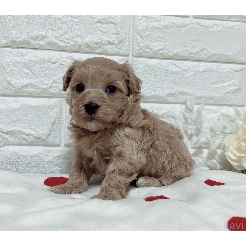 販売中の福岡県のマルプー:マルチーズ×トイプードル-416589の23枚目