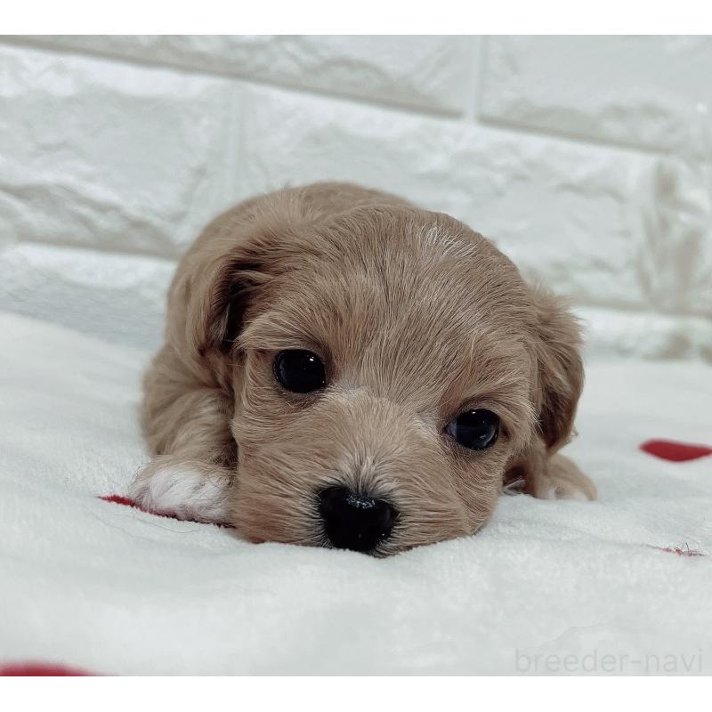 成約済の福岡県のマルプー:マルチーズ×トイプードル-416588の1枚目