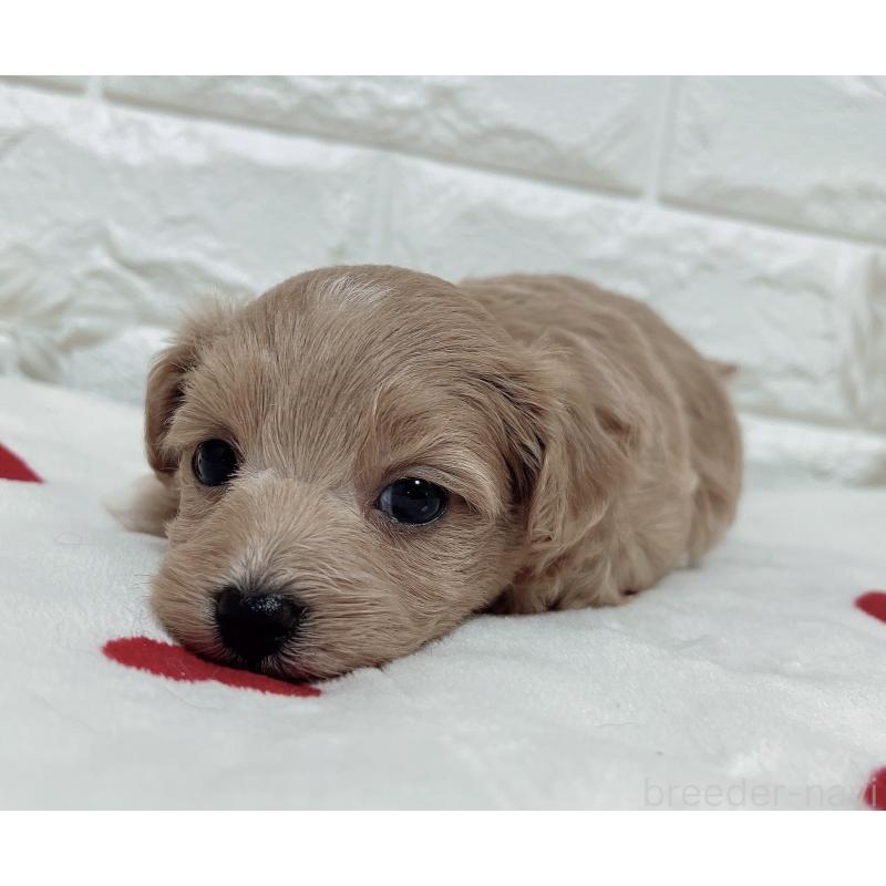 成約済の福岡県のマルプー:マルチーズ×トイプードル-416588の9枚目