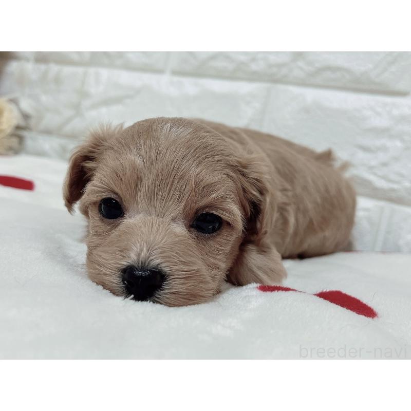 成約済の福岡県のマルプー:マルチーズ×トイプードル-416588の8枚目