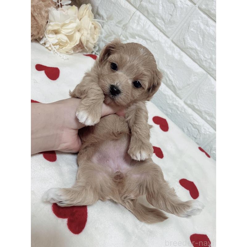 成約済の福岡県のマルプー:マルチーズ×トイプードル-416588の7枚目