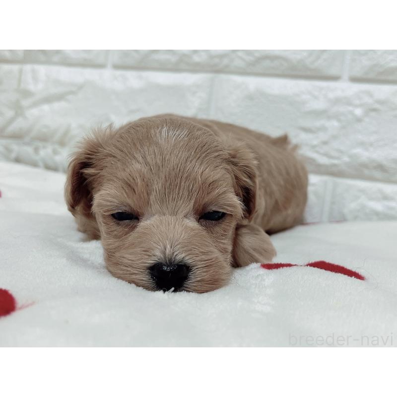 成約済の福岡県のマルプー:マルチーズ×トイプードル-416588の6枚目