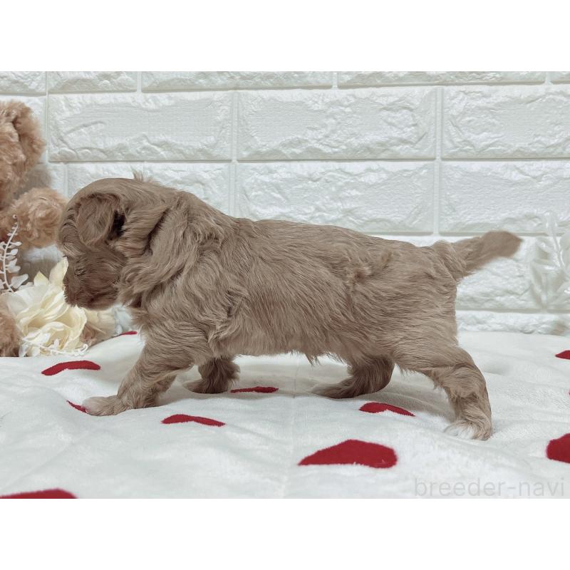 成約済の福岡県のマルプー:マルチーズ×トイプードル-416588の5枚目