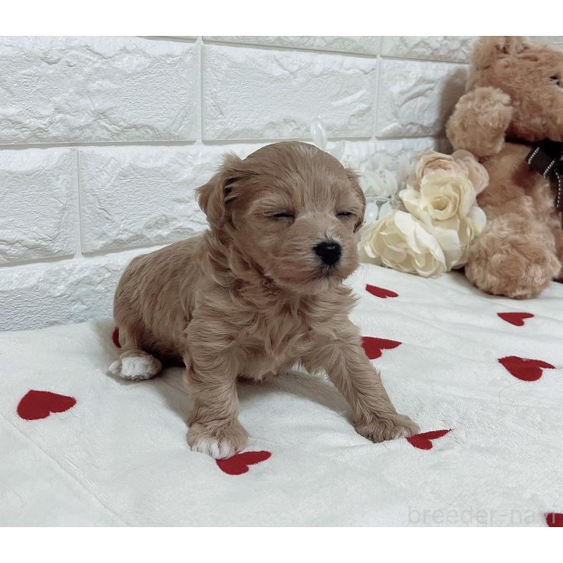 成約済の福岡県のマルプー:マルチーズ×トイプードル-416588の4枚目