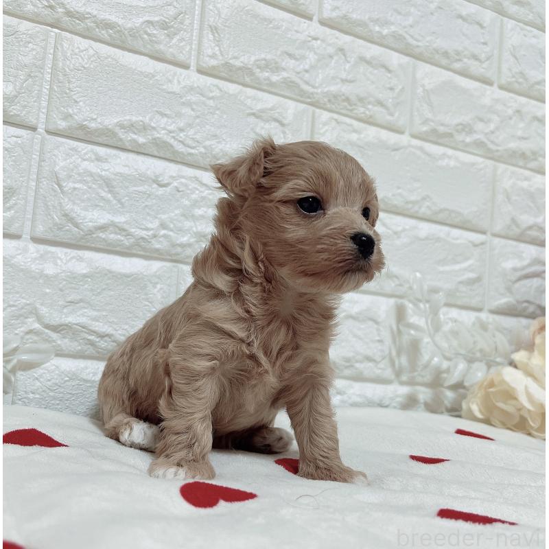 成約済の福岡県のマルプー:マルチーズ×トイプードル-416588の3枚目