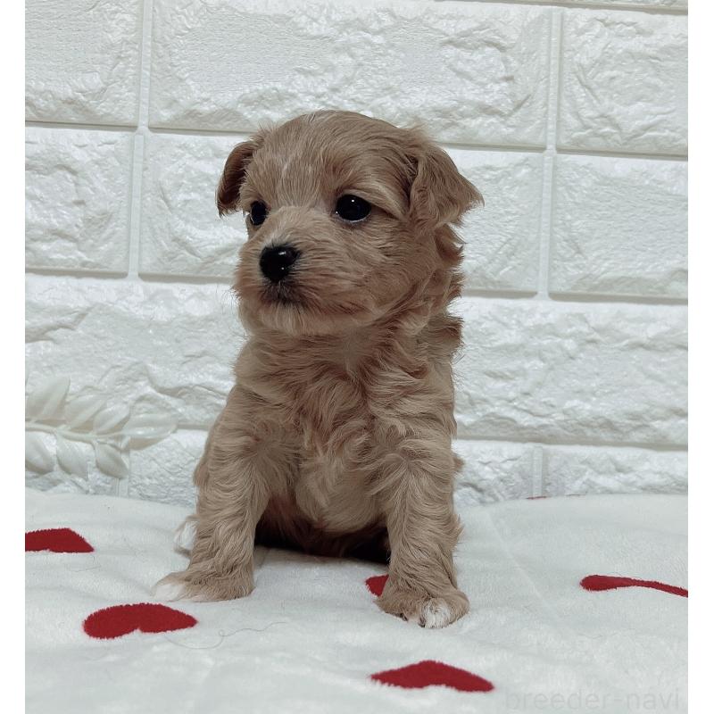 成約済の福岡県のマルプー:マルチーズ×トイプードル-416588の2枚目