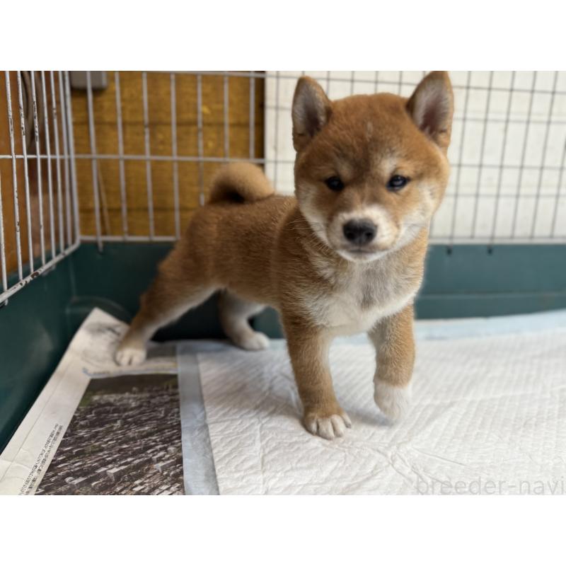 販売中の愛知県の柴犬-400842の16枚目