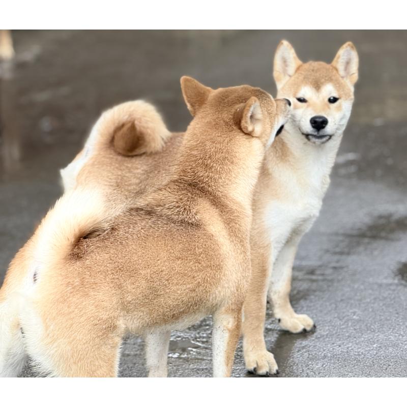 販売中の愛知県の柴犬-400842の15枚目