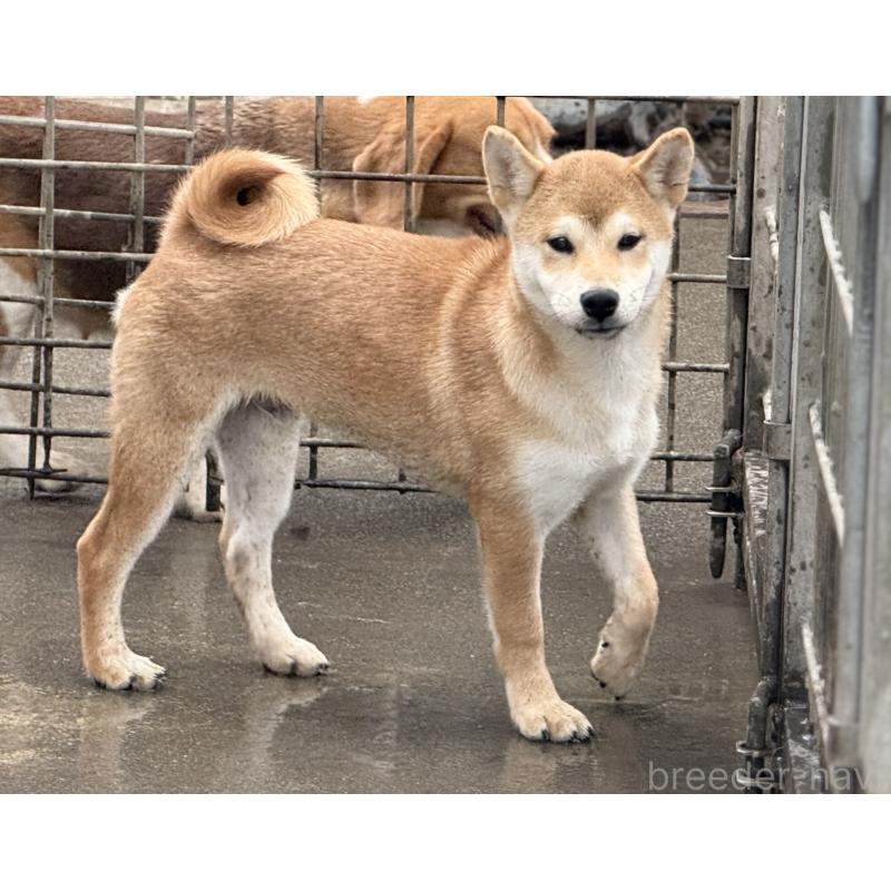 販売中の愛知県の柴犬-400842の14枚目