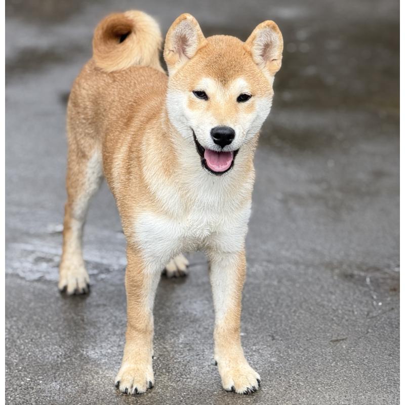 販売中の愛知県の柴犬-400842の13枚目