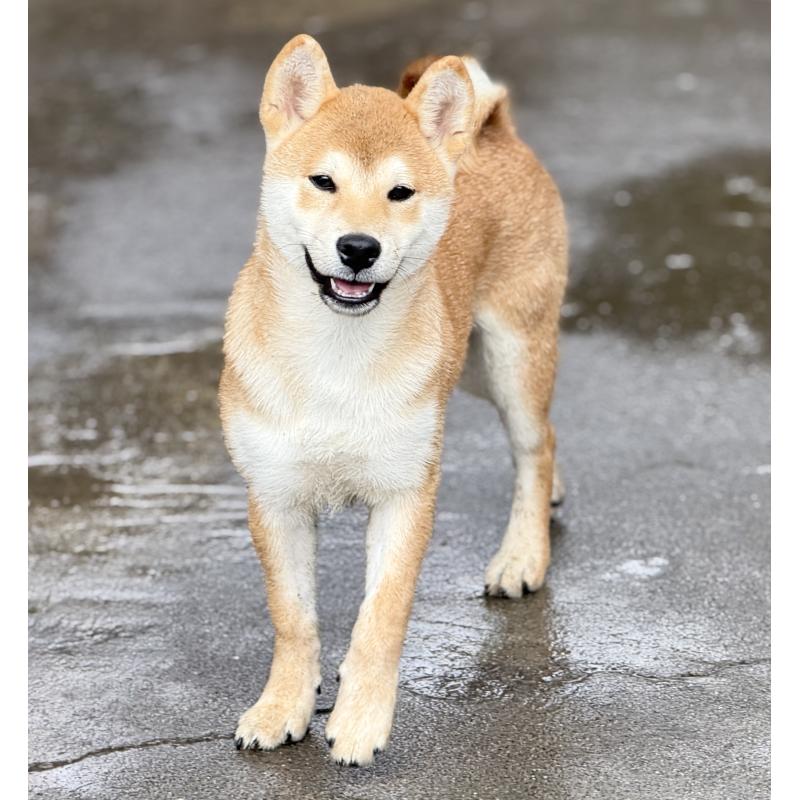 販売中の愛知県の柴犬-400842の12枚目