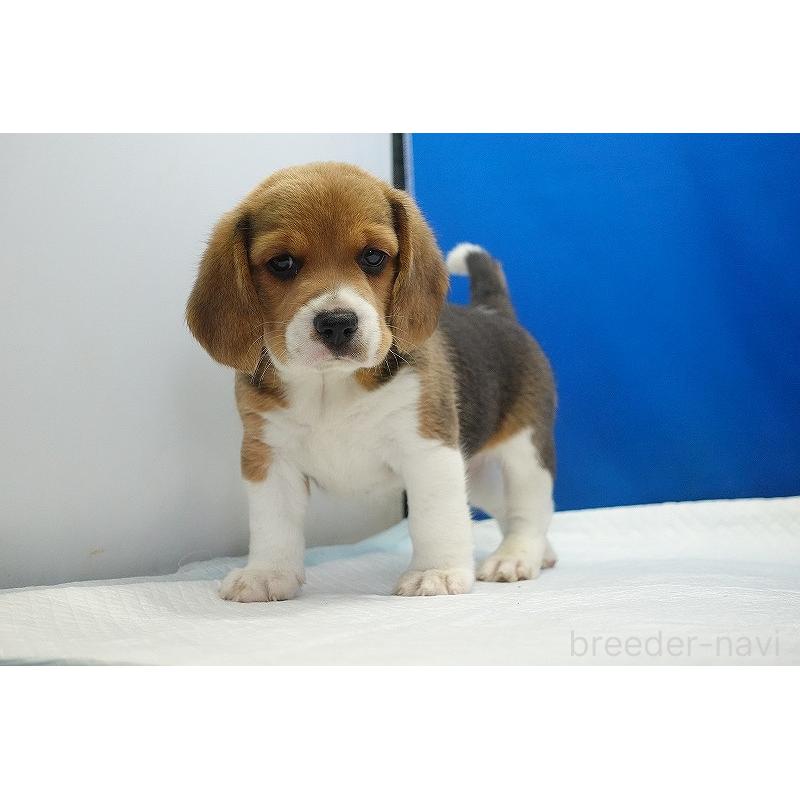 成約済の愛知県のビーグル-418304の11枚目