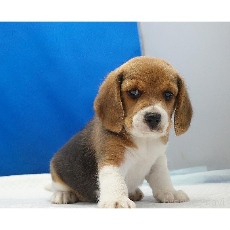 成約済の愛知県のビーグル-418304の10枚目