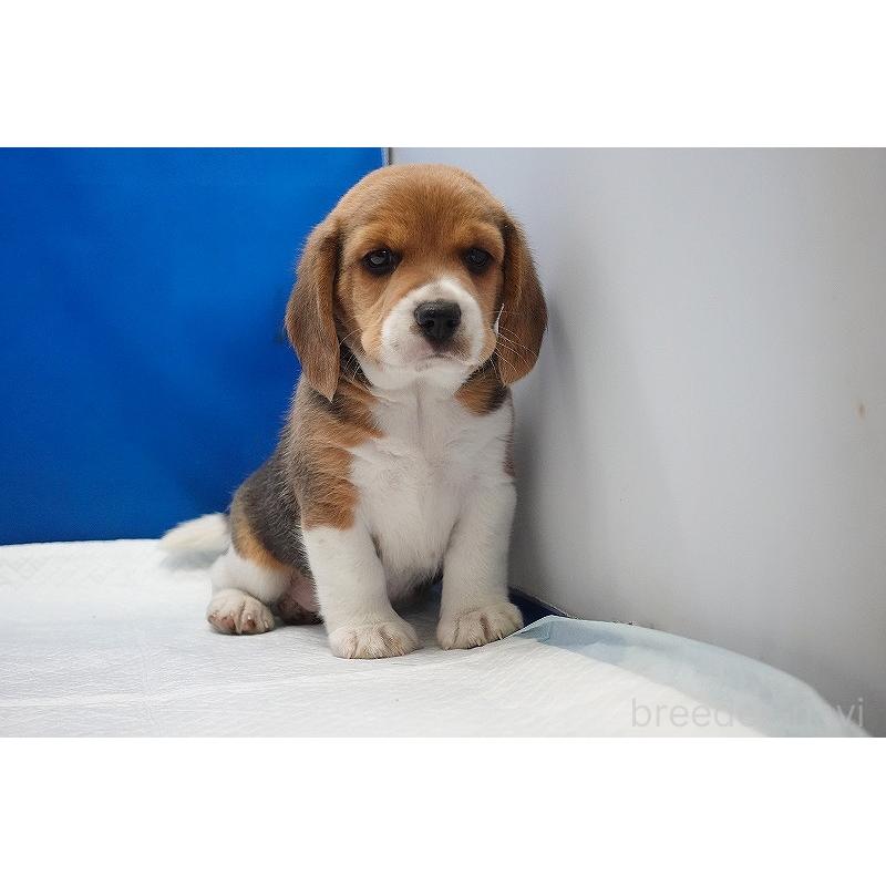 成約済の愛知県のビーグル-418304の9枚目