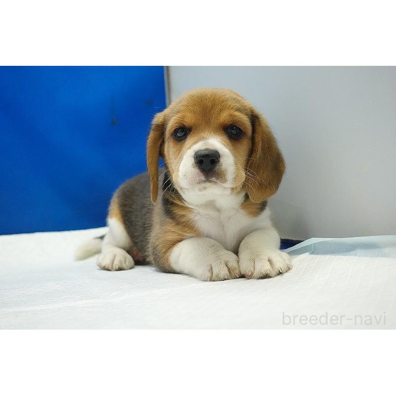 成約済の愛知県のビーグル-418304の8枚目