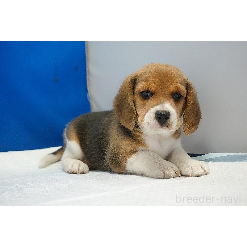 成約済の愛知県のビーグル-418304の7枚目