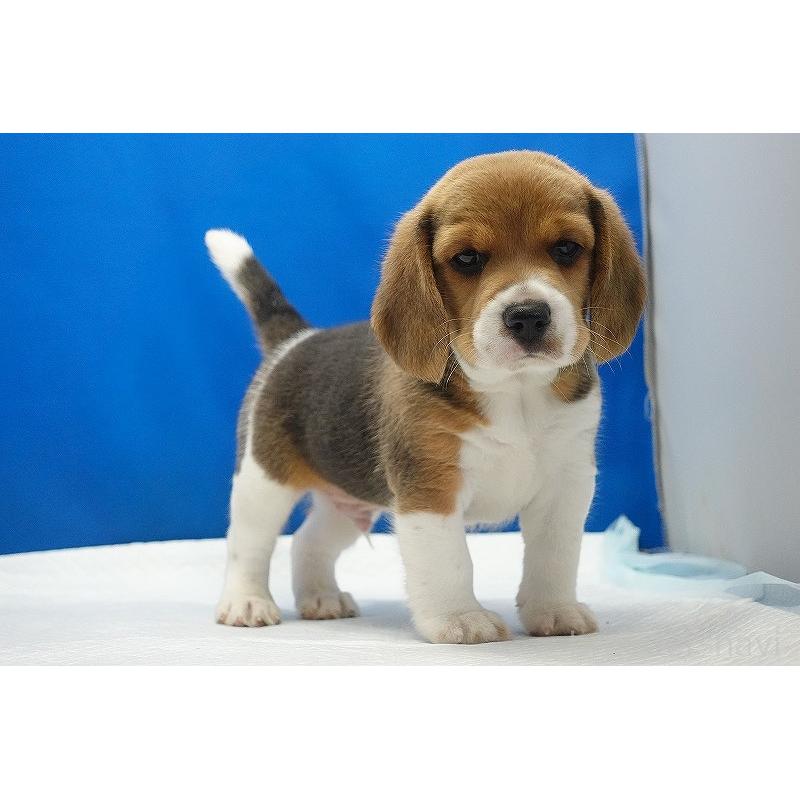 成約済の愛知県のビーグル-418304の6枚目