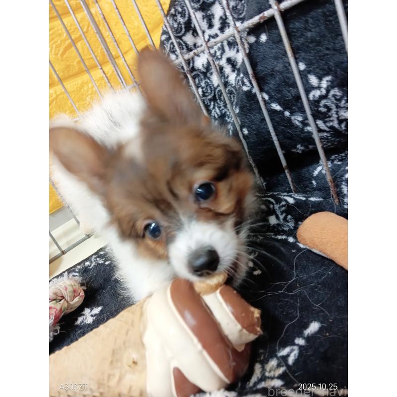 販売中の千葉県のパピヨン-411514の21枚目