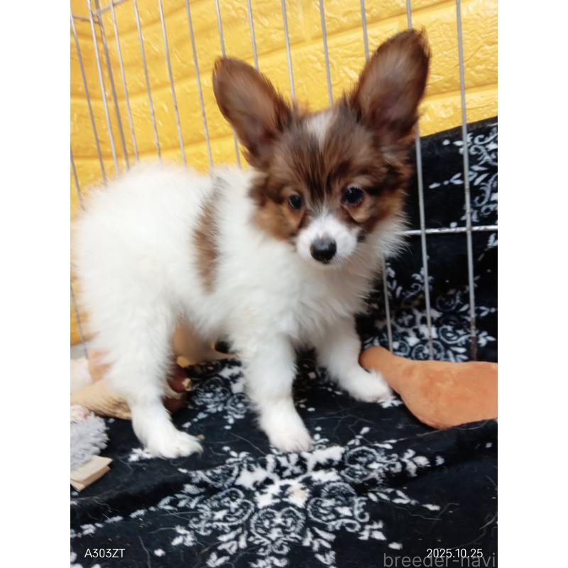 販売中の千葉県のパピヨン-411514の20枚目