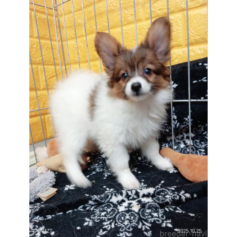 販売中の千葉県のパピヨン-411514の19枚目