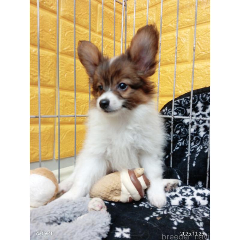 販売中の千葉県のパピヨン-411514の18枚目