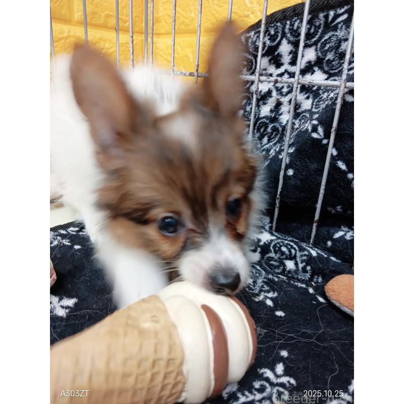 販売中の千葉県のパピヨン-411514の17枚目