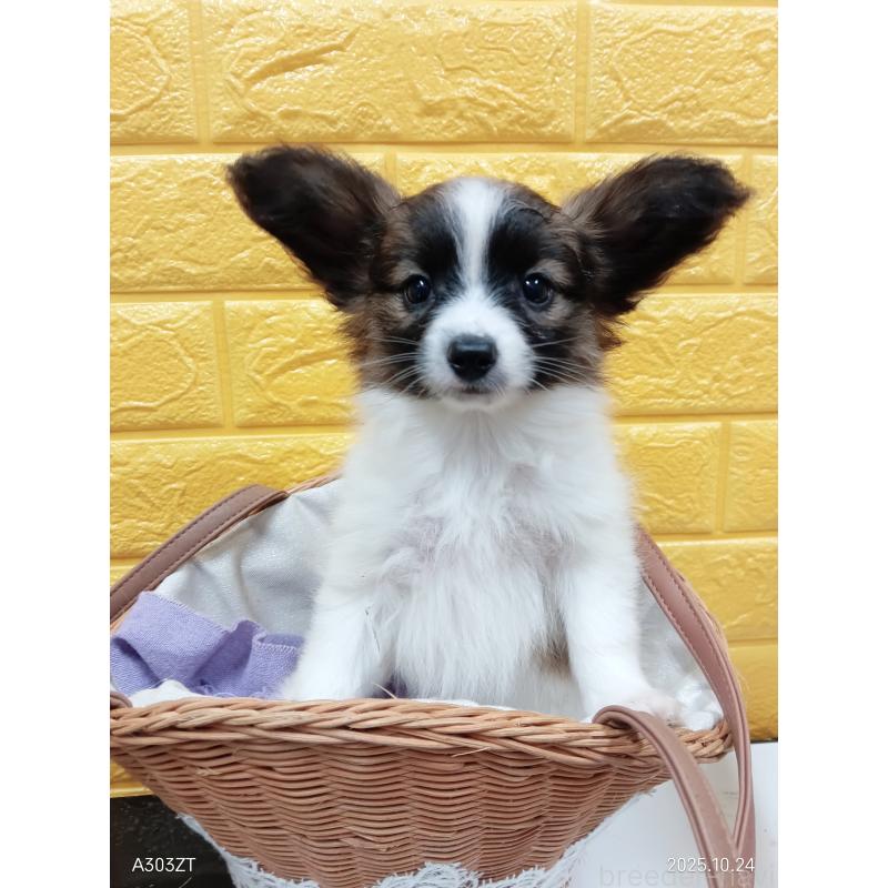 販売中の千葉県のパピヨン-411517の12枚目