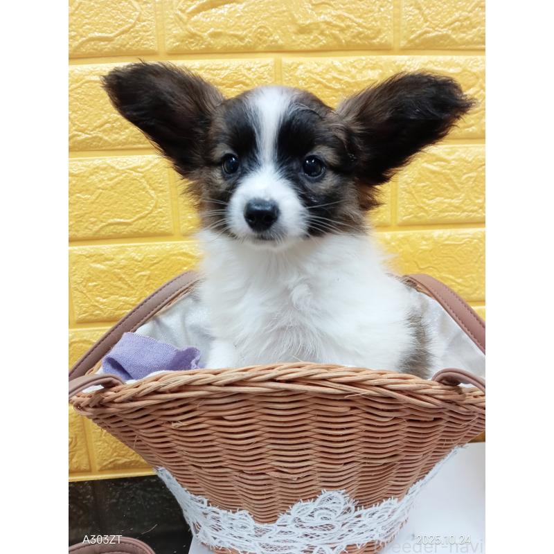 販売中の千葉県のパピヨン-411517の11枚目